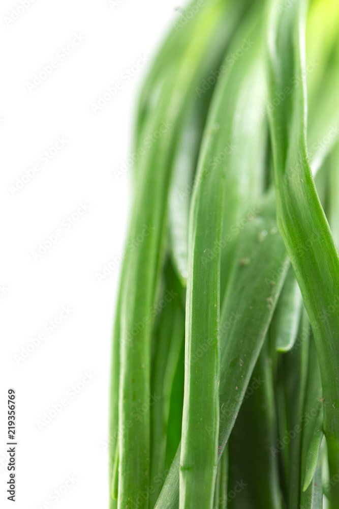 green onion on isolated on white background green onion on isolated on white background