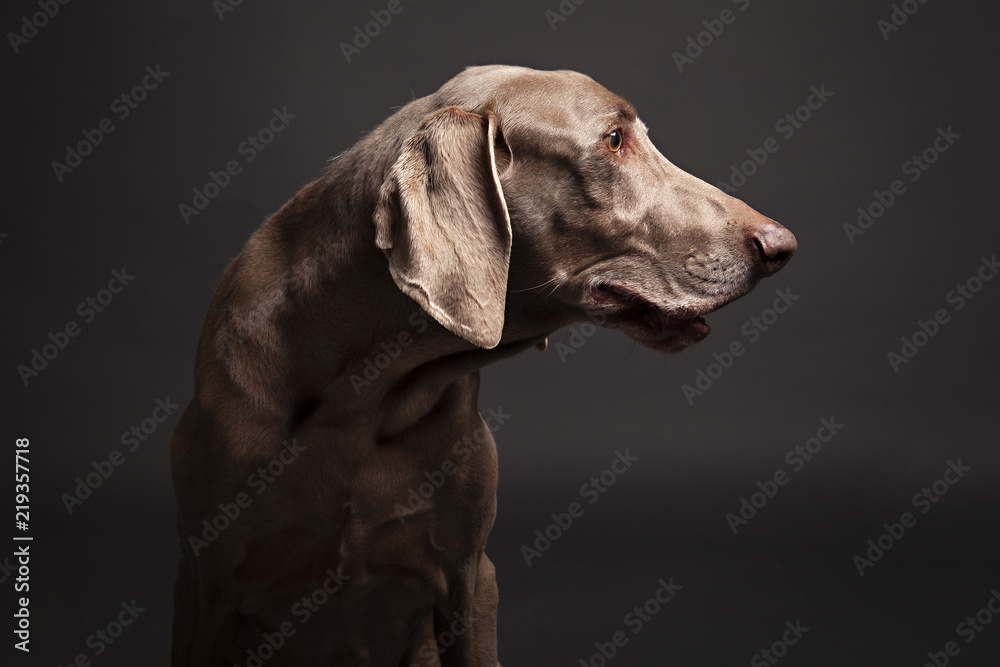 Portrait of a Dog Portrait of a Dog