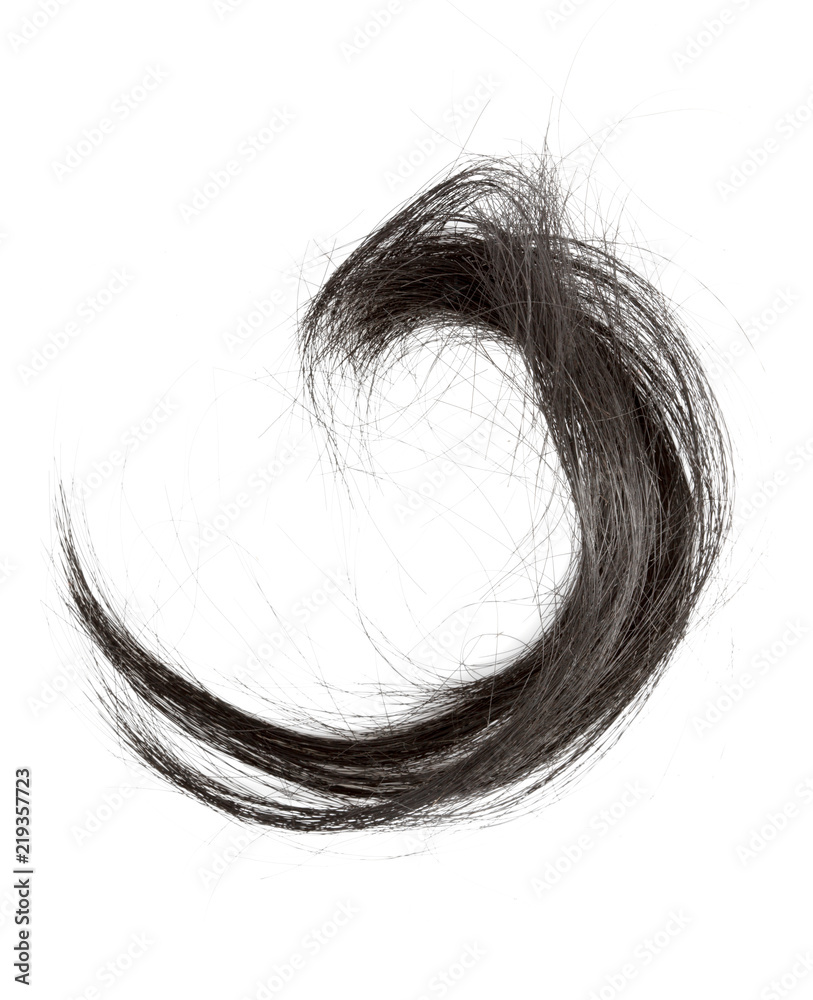 a piece of black hair isolated on a white background a piece of black hair isolated on a white background