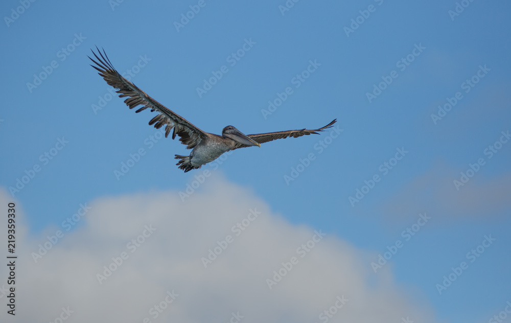 Pelican in flight Pelican in flight