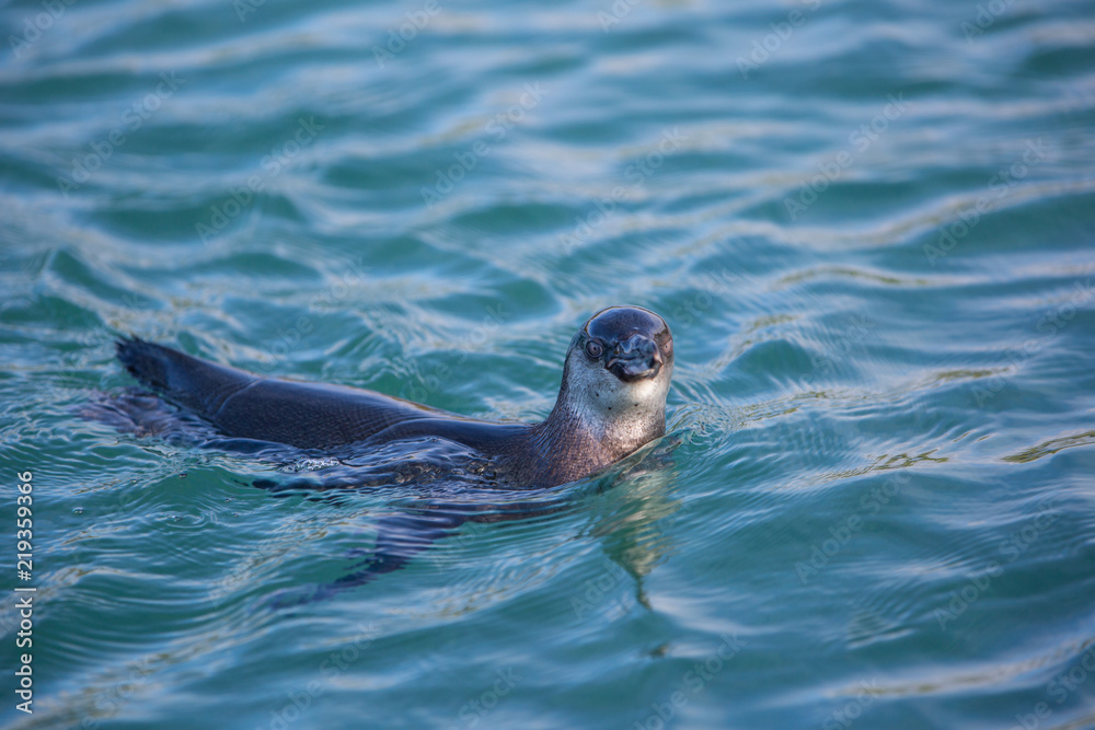 Obraz premium Penguin