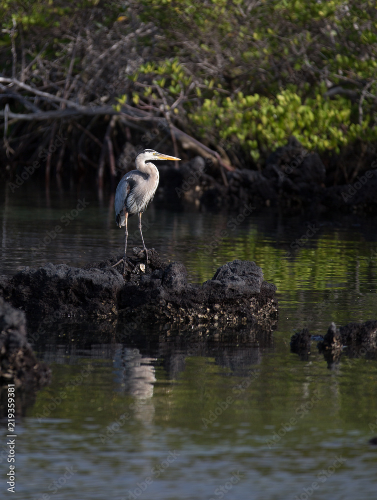 Fototapeta premium Galapagos wildline in nature