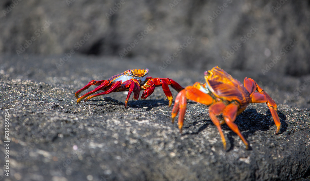 Red crabs Galapagos
