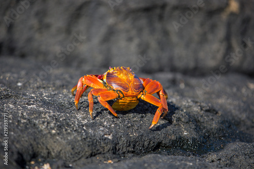 Red crabs Galapagos