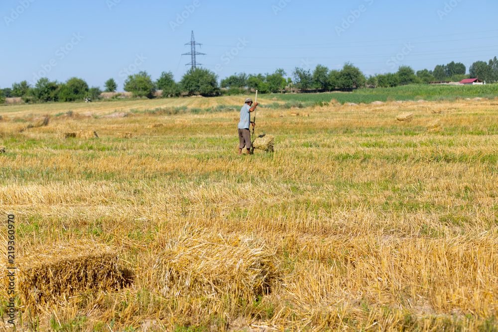 Straw on the field, people pick bales on the truck Straw on the field, people pick bales on the truck