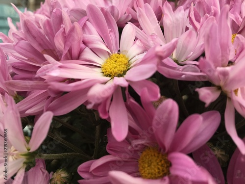 pink flowers