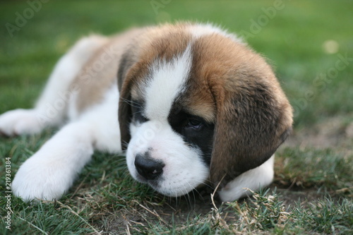 Photography Aimée, a cute Saint Bernard puppy