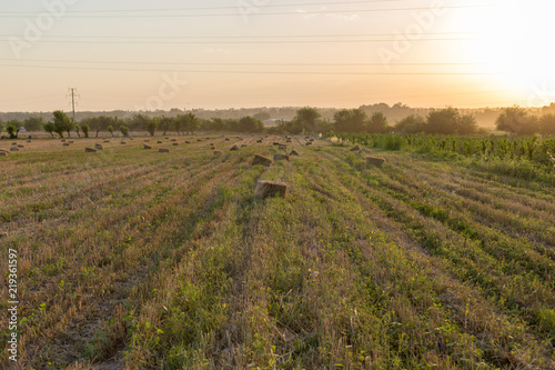 beautiful wheat fields