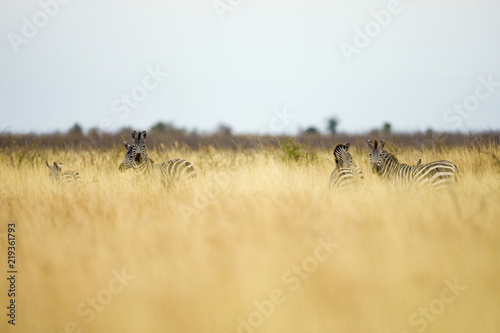 Herd of wild zebras in tall grass in Africa