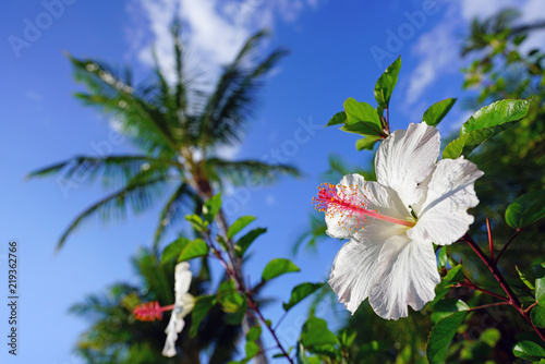 White and pink hibiscus flower in bloom