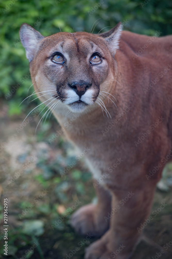 Obraz premium ピューマが獲物を見上げる、大きくとも猫科の表情