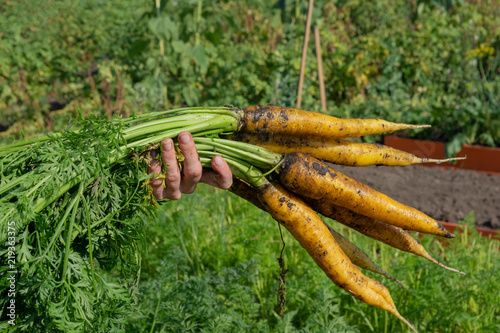 Fresh harvest of yellow large carrots. A bunch of carrots close-up in a female hand