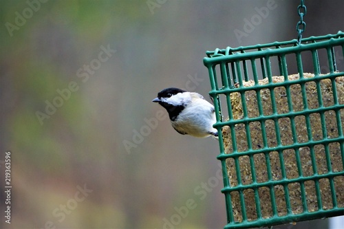 Foto A single ,cute , tiny black capped chickadee (Poecile atricapillus) perching on suet feeder enjoy eating and watching on the garden background, Winter in GA USA