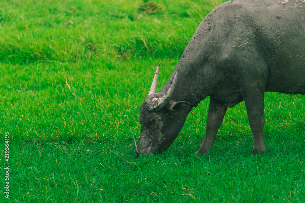 Buffalo is eating grass in middle of the green nature field background.