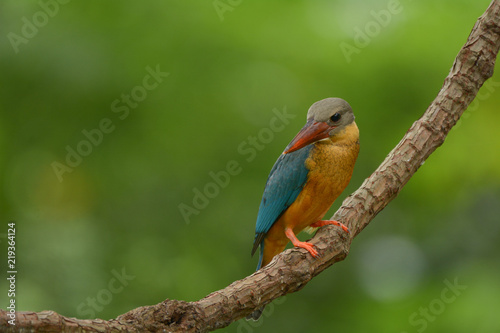 Stork-billed Kingfisher   Pelargopsis capensis, Young bird. © aee_werawan