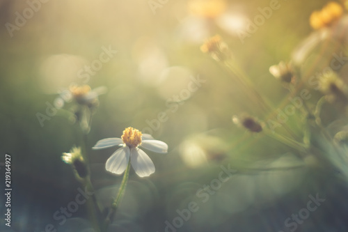 Selective focus of beautiful colorful flowers with summer bokeh background.vintage color style. © ant