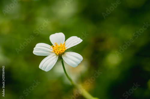 Selective focus of beautiful colorful flowers with summer bokeh background.vintage color style.