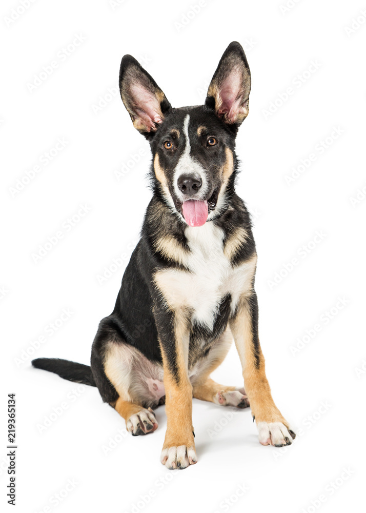 Shepherd Crossbreed Young Dog Happy Expression