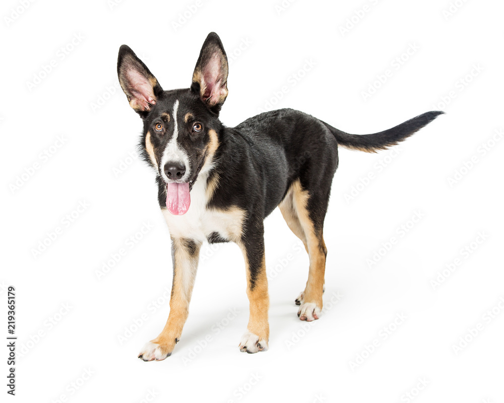 Shepherd Puppy Standing With Open Mouth