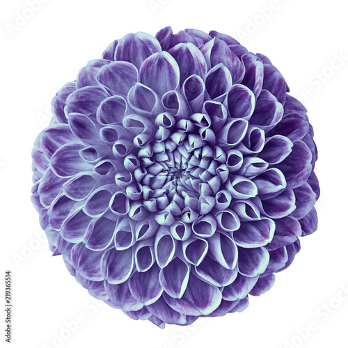 Fototapeta Naklejka Na Ścianę i Meble -  flower violet dahlia isolated on white background. Close-up. Element of design.