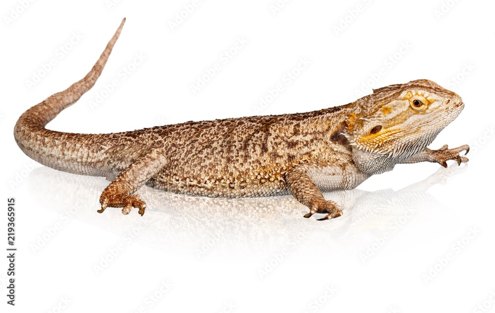 Obraz premium Bearded Dragon Isoltaed