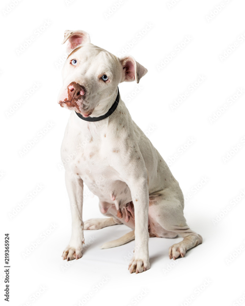 White Pit Bull Dog Sitting Tilting Head