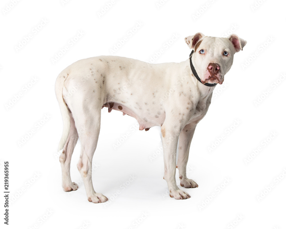 White Pit Bull Dog Standing to Side