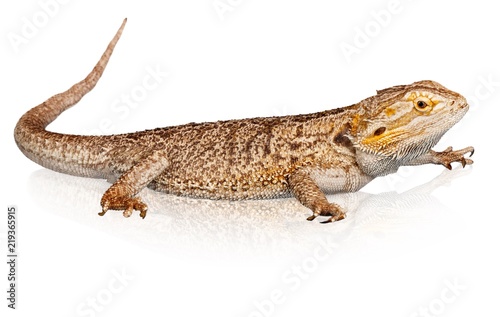 Bearded Dragon Isoltaed