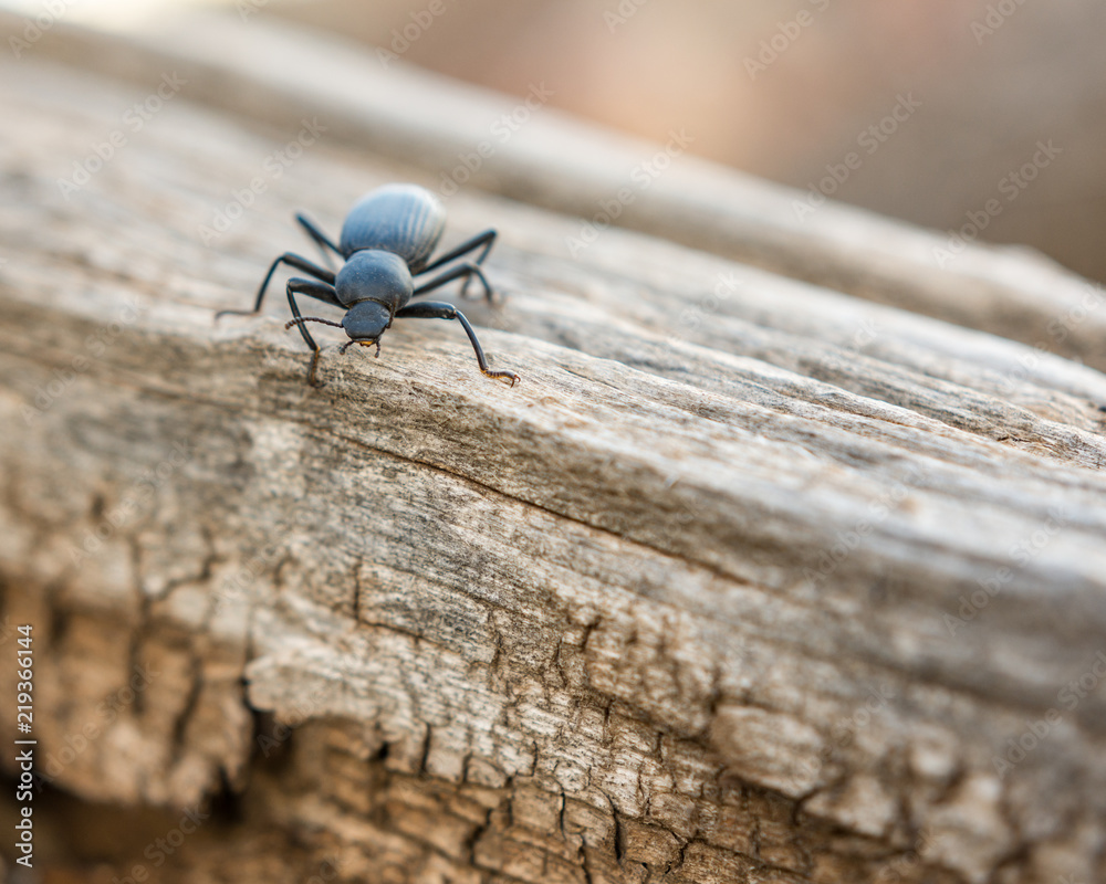 Stink Bug Stink Bug