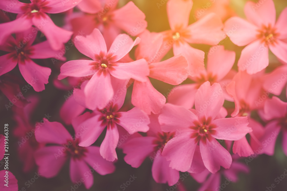 Selective focus of beautiful colorful flowers with summer bokeh background.vintage color style.