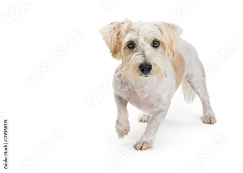 Small White Terrier Crossbreed Dog Walking