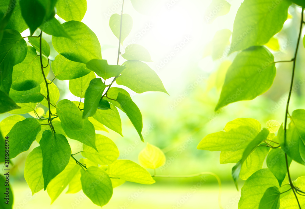 Closeup nature view of green leaf on blurred greenery background in garden,  background natural green plants landscape, ecology, fresh wallpaper  concept. Stock Photo | Adobe Stock