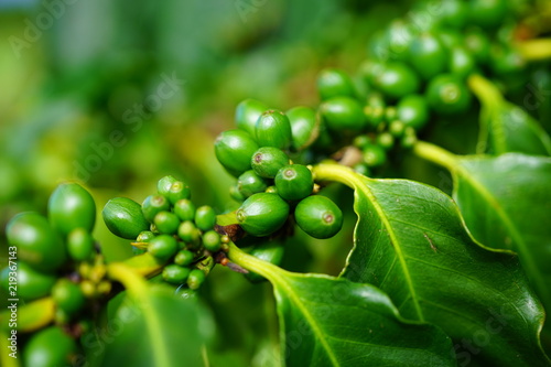Green coffee beans growing on the bush at a coffee plantation in Maui  Hawaii 