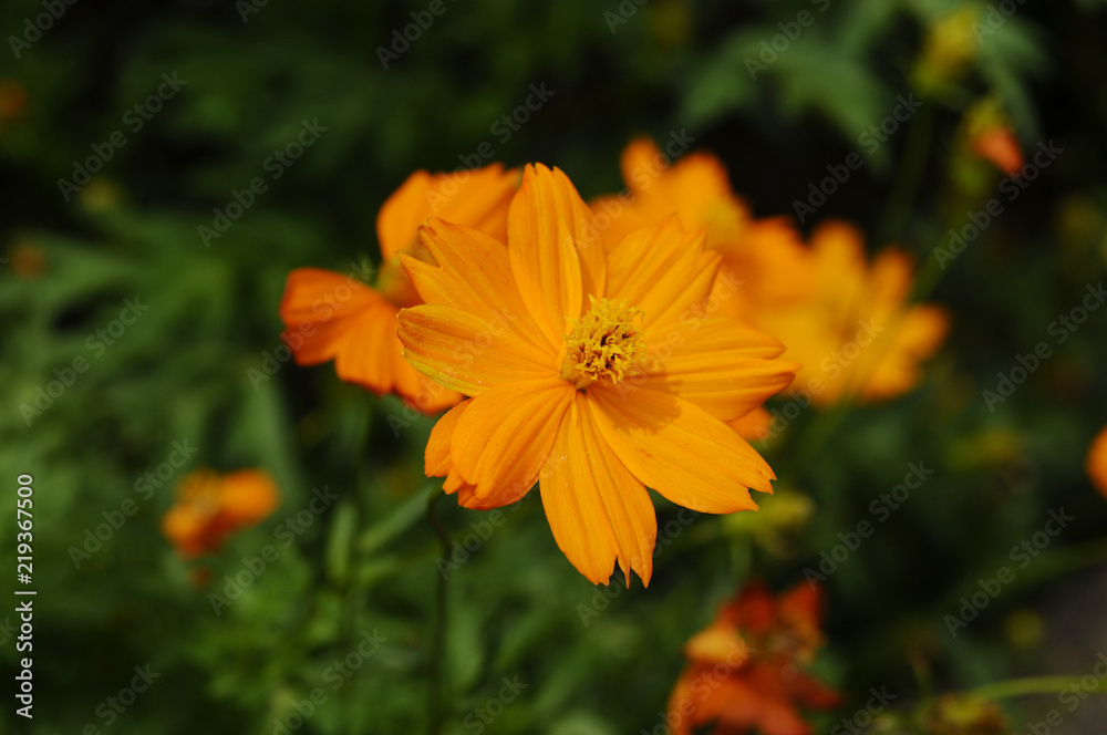 オレンジ色の花 キバナコスモス オレンジ色の花 キバナコスモス