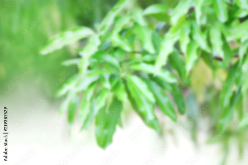 Blurred of Mango leaves green fresh, Mango tree blur in garden, Bunch of Mango leaves green blur for background Blurred of Mango leaves green fresh, Mango tree blur in garden, Bunch of Mango leaves green blur for background