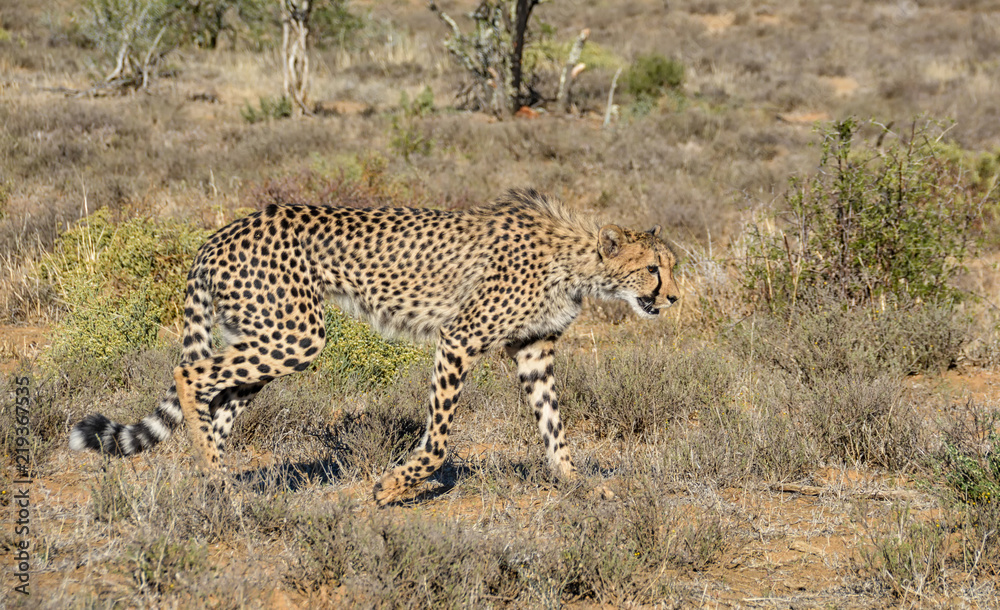 Obraz premium Juvenile Cheetah Stalking