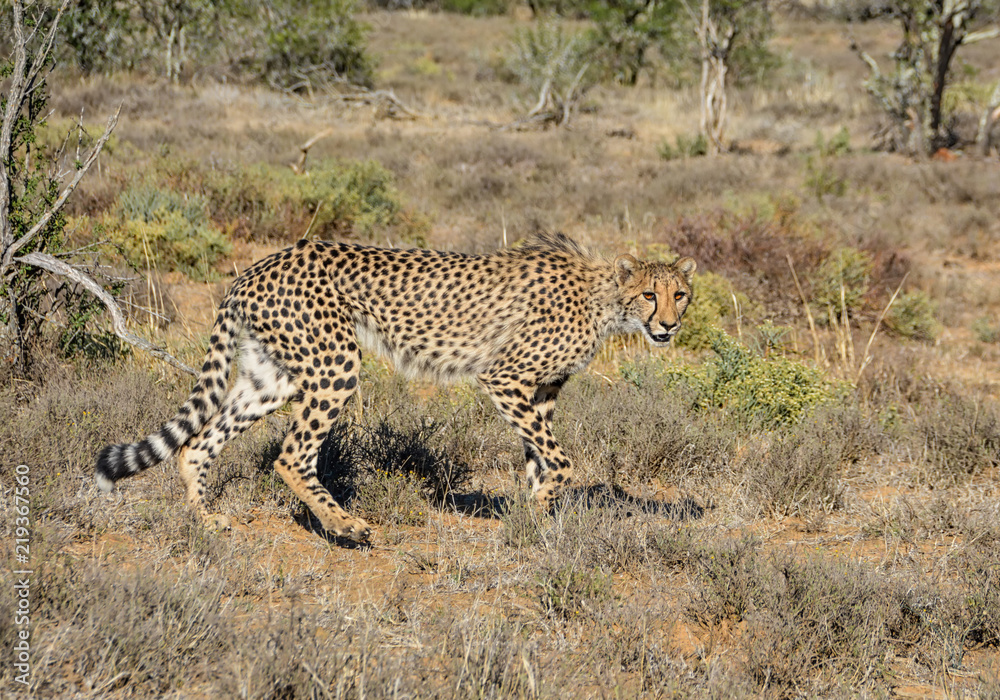 Naklejka premium Juvenile Cheetah Stalking