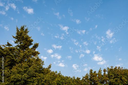 Nature background of blue sky with small white fluffy clouds  bottom lined by evergreen and maple trees  