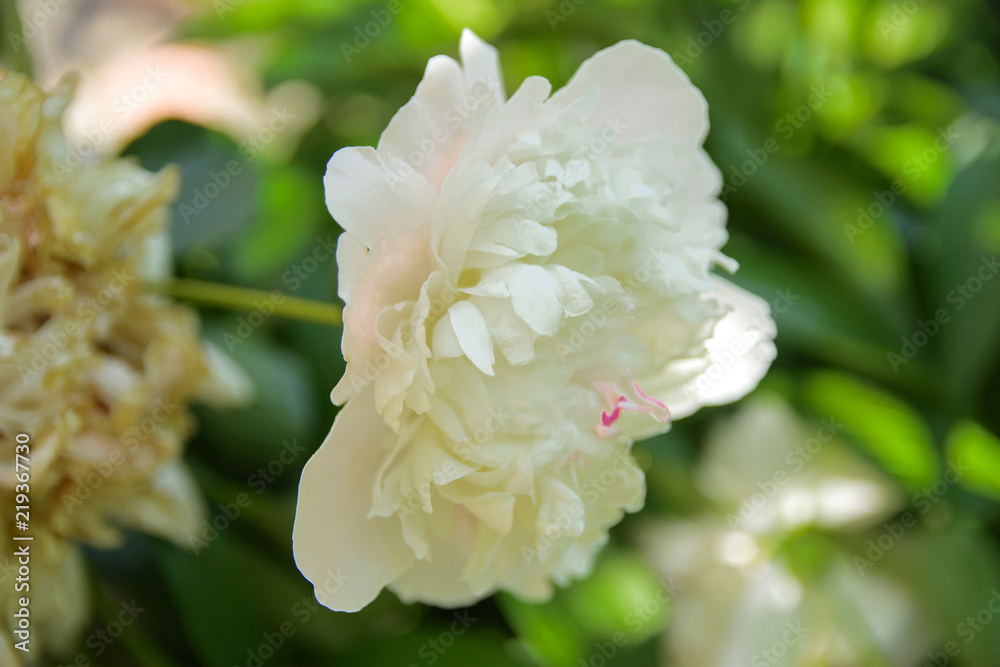 White rose close-up against a background of green leaves and a blurred background. Concept of shallow depth of field. In the category of the creative background of the screen saver, wallpaper. White rose close-up against a background of green leaves and a blurred background. Concept of shallow depth of field. In the category of the creative background of the screen saver, wallpaper.