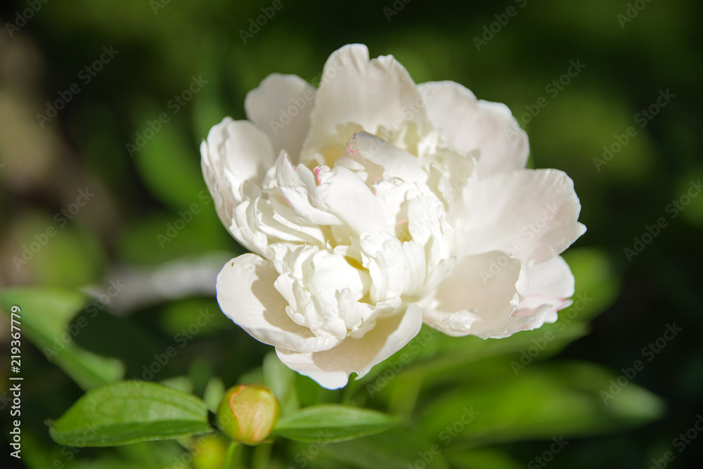 White rose close-up against a background of green leaves and a blurred background. Concept of shallow depth of field. In the category of the creative background of the screen saver, wallpaper. White rose close-up against a background of green leaves and a blurred background. Concept of shallow depth of field. In the category of the creative background of the screen saver, wallpaper.