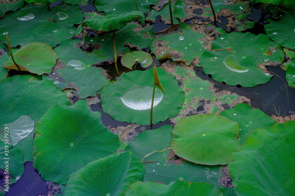 Water on the lotus leaf in the poo Water on the lotus leaf in the poo