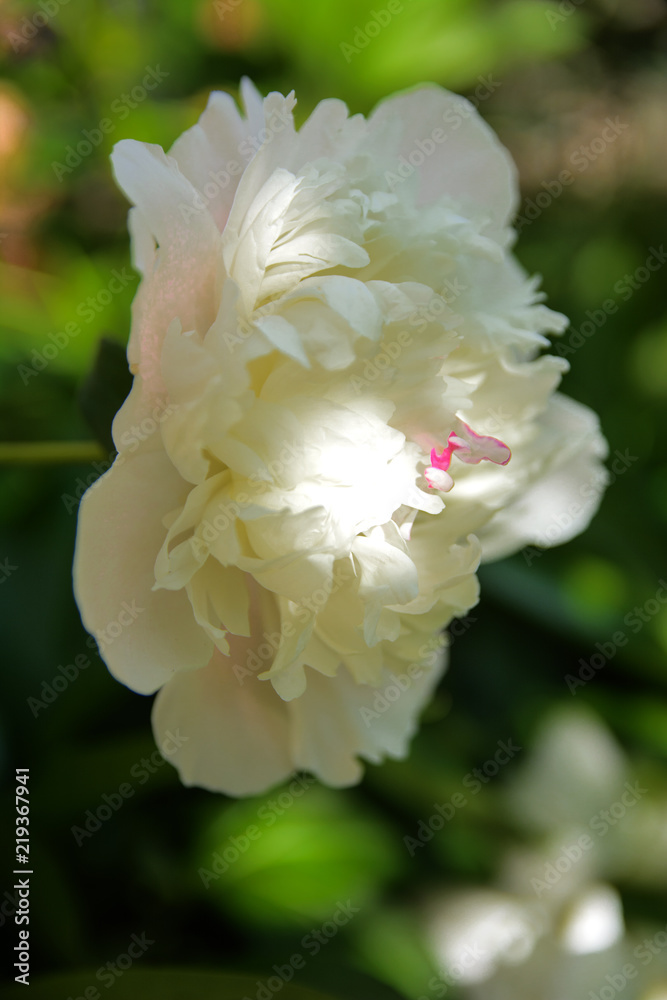 White rose close-up against a background of green leaves and a blurred background. Concept of shallow depth of field. In the category of the creative background of the screen saver, wallpaper. White rose close-up against a background of green leaves and a blurred background. Concept of shallow depth of field. In the category of the creative background of the screen saver, wallpaper.
