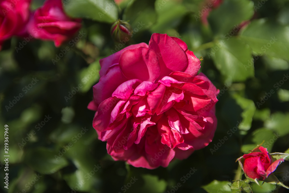 Red rose close-up against a background of green leaves and a blurred background. Concept of shallow depth of field. In the category of the creative background of the screen saver, wallpaper.