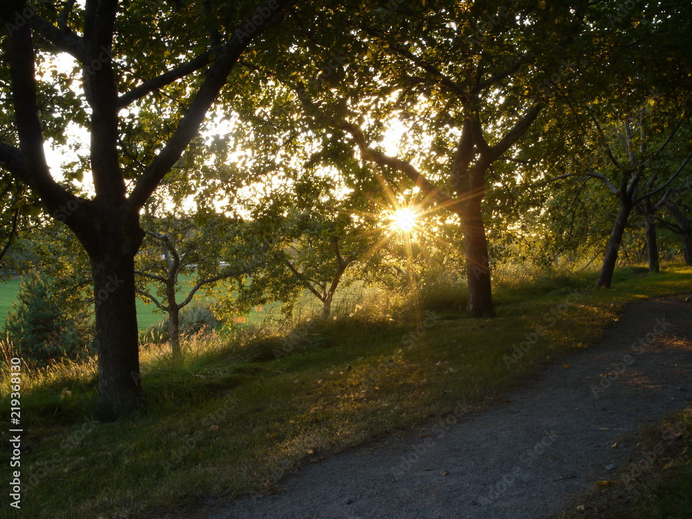 Sun set in Garden