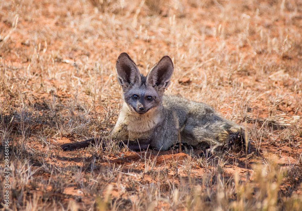 Fototapeta premium Bat-eared Fox