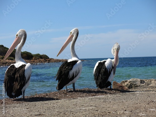 Pelicans at Emu Bay  Kangaroo Island  SA  Australia