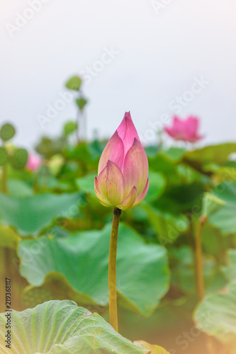 beautiful pink lotus flower in blooming at sunset