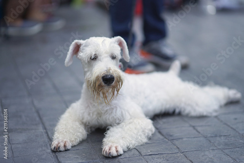 Little white color schnauzer dog happy sitting on the floor © augustcindy