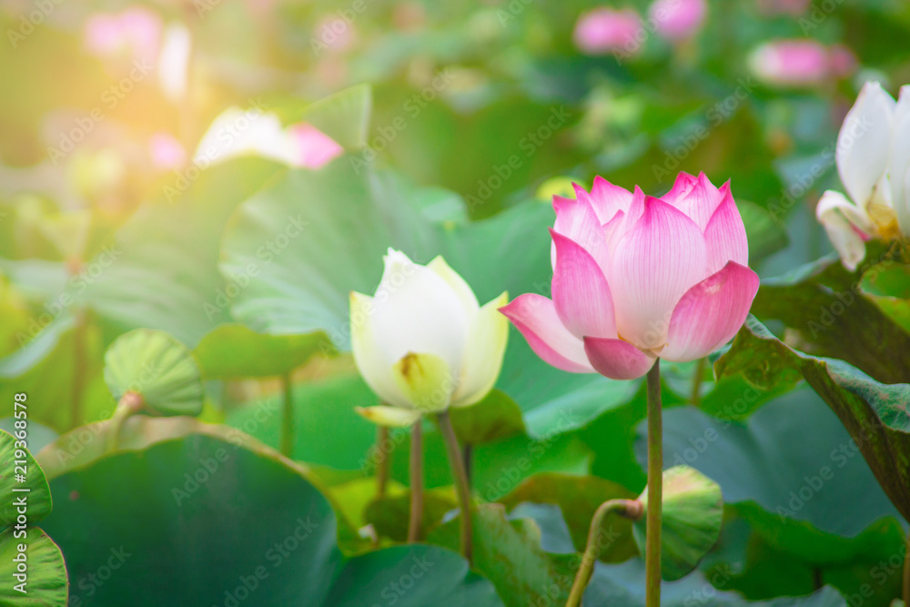 Obraz premium beautiful pink lotus flower