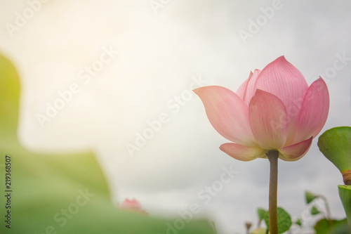 beautiful pink lotus flower